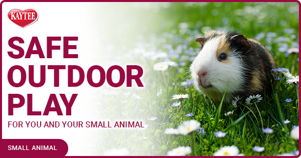 Tips for Safe Outdoor Play With Your Small Pet | Kaytee