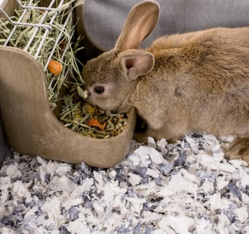 Kaytee Small Animal Blog