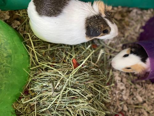 What is Timothy Hay?