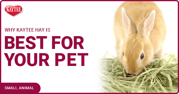 Why Kaytee Hay Is Best For Your Pet