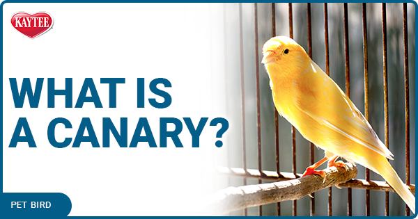 what is a canary 