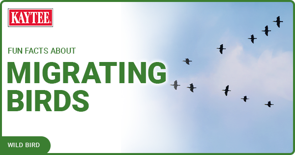 Kaytee Wild Bird Blog Fun Facts About Migrating Birds
