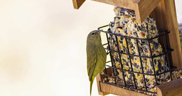 Bird Migration Facts