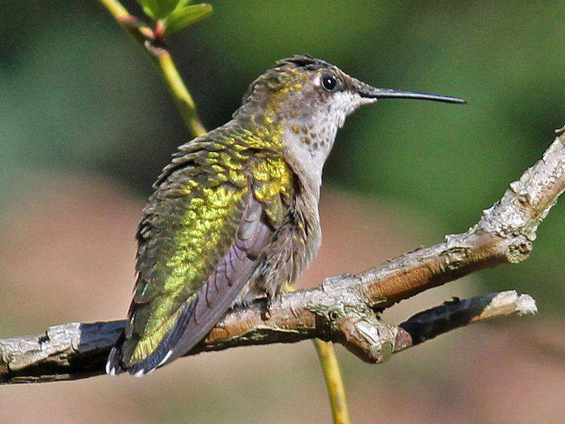 Migratory Hummingbird