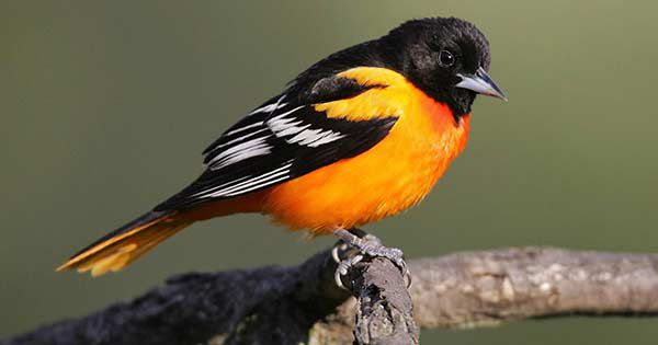 Migratory Oriole