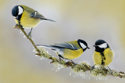 Kaytee Blog 7 Ways to keep birds cool in Summer