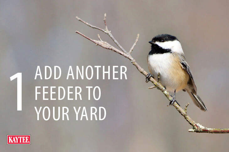 Winter Bird Feeding Tips