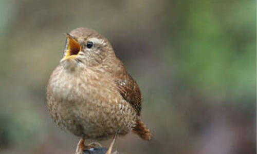 kaytee 4 ways to celebrate national bird feeding month