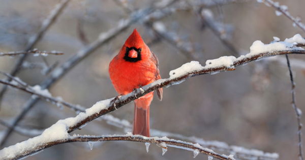 5-reasons-to-feed-backyard-birds-in-winter
