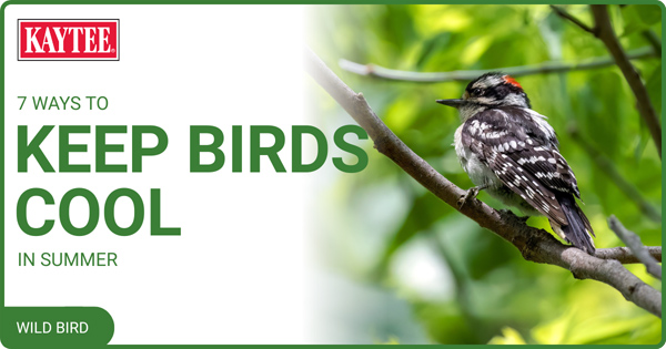 7-ways-to-keep-birds-cool-in-summer