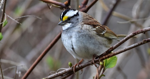 Backyard Bird Sounds