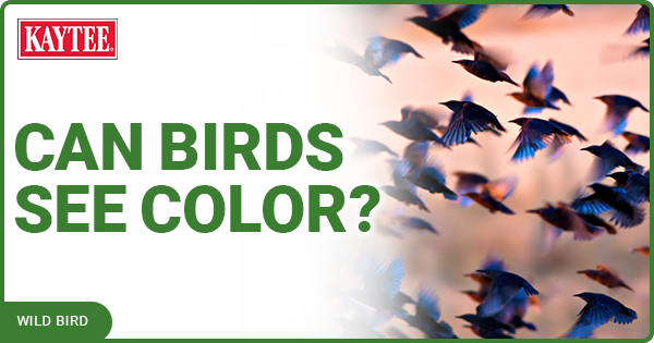 Can Birds See Color?
