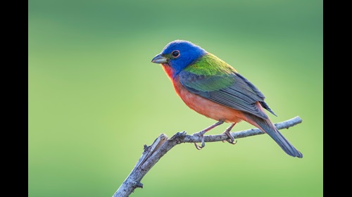 Kaytee Blog Can Birds See Color 