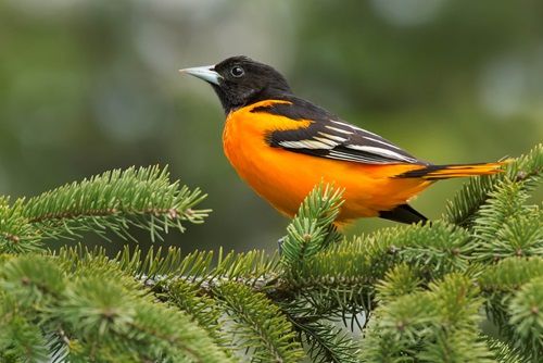 Kaytee Wild Bird Easy Tricks to Attract Orioles