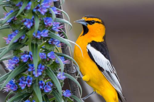 Kaytee Wild Bird Easy Tricks to Attract Orioles