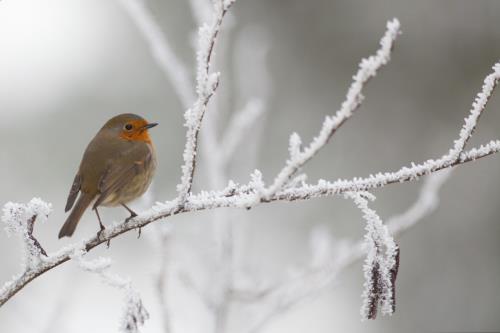 How To Help Robins Survive The Harsh Winter Weather