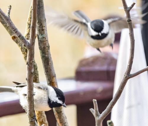 How to Attract Birds to Your Urban Home