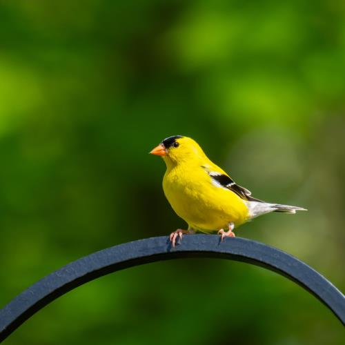 Kaytee Wild Bird Blog Post How To Attract Birds To Your Urban Home