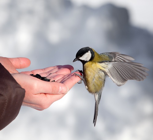 Kaytee Wild Bird Blog