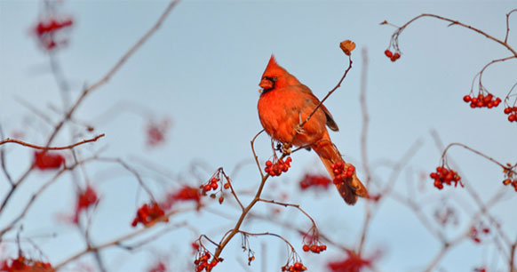 Kaytee Blog 10 Common Backyard Birds