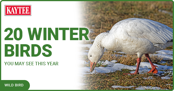 Kaytee 20 Winter Birds You May See this Year