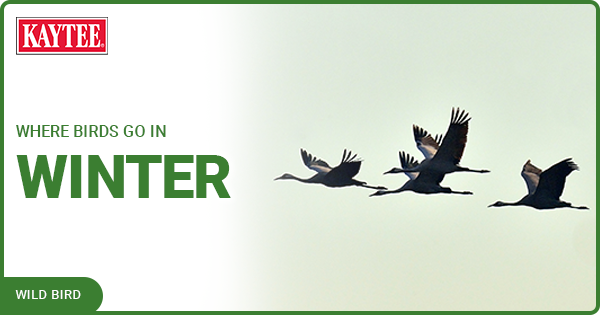 Where Birds Go In The Winter