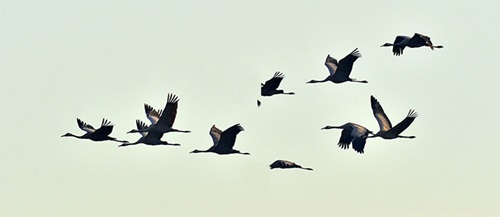 Kaytee Blog Where Birds Go In Winter