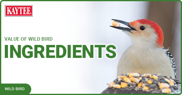 The Benefits of Bird Feeding