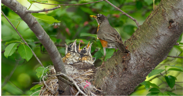 Kaytee Wild Bird Blog Post What Do Birds Eat In Spring