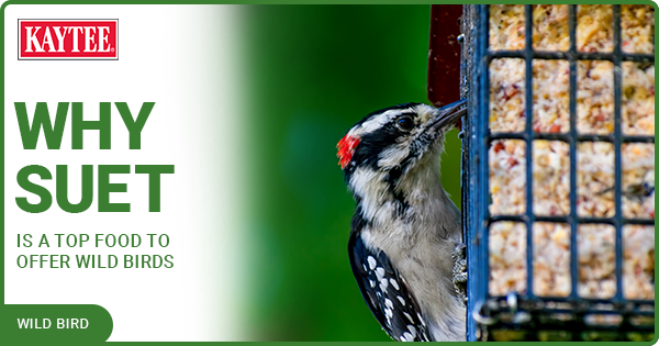 Kaytee Wild Bird blog