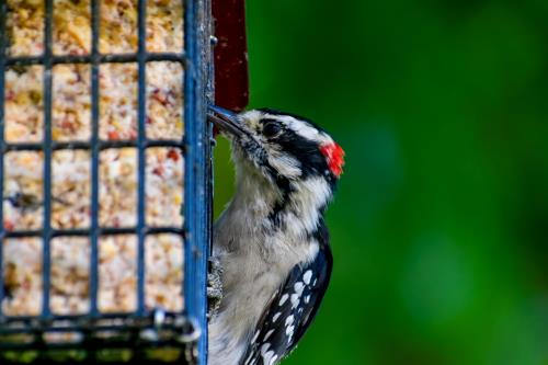 Why Suet Is A top Food Offer for Wild Birds 