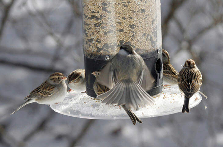 Feeding Wild Birds at Bird Feeder