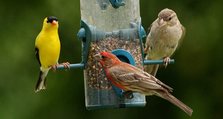 Birds at Bird Feeder