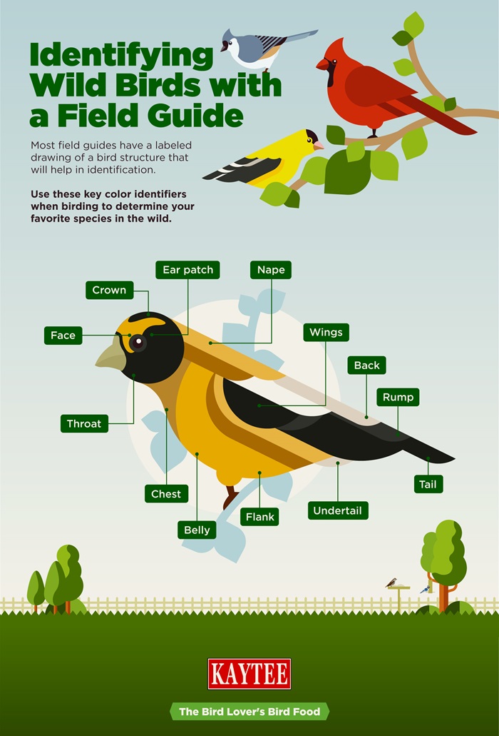 Kaytee Bird Identification by Color Blog Post