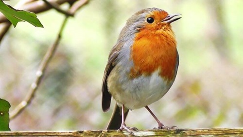 Bird Watching Outdoors