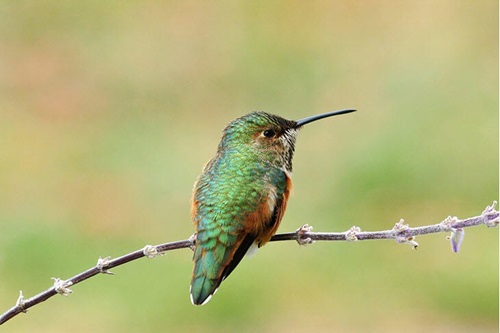 Hummingbird