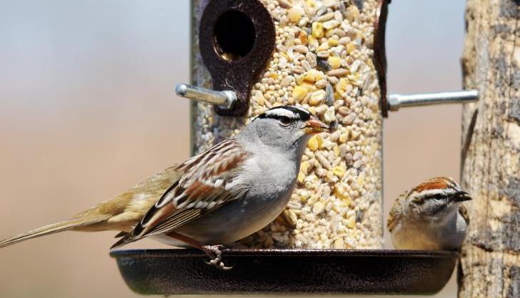 Outdoor birds sales