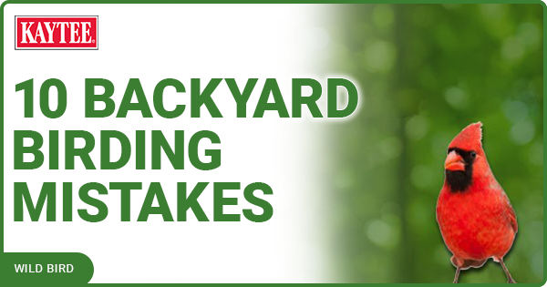 Kaytee Wild Bird Blog 10 Backyard Birding Mistakes