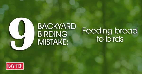 Feeding bread to birds