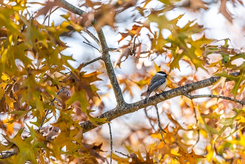 Kaytee Wild Bird Fall Checklist