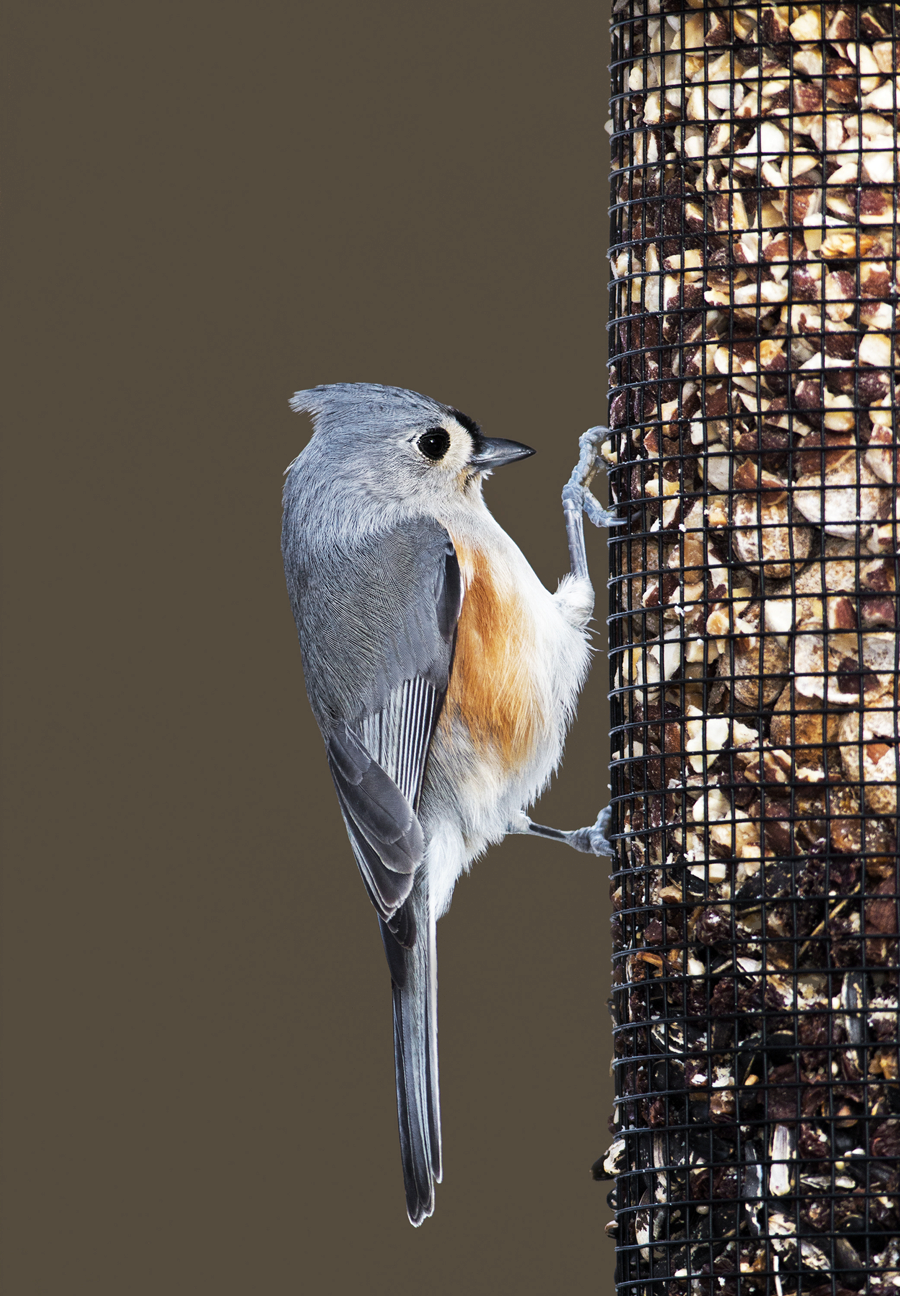 Do Bird Feeders Attract Mice?