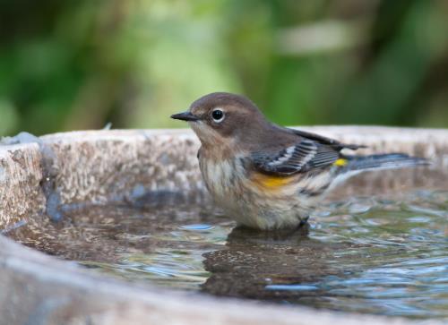 Kaytee How To Feed Birds in Summer