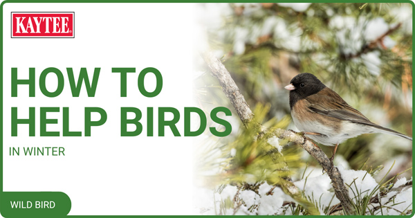 how-to-help-birds-in-winter-h