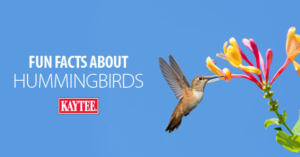 Facts About Hummingbirds 