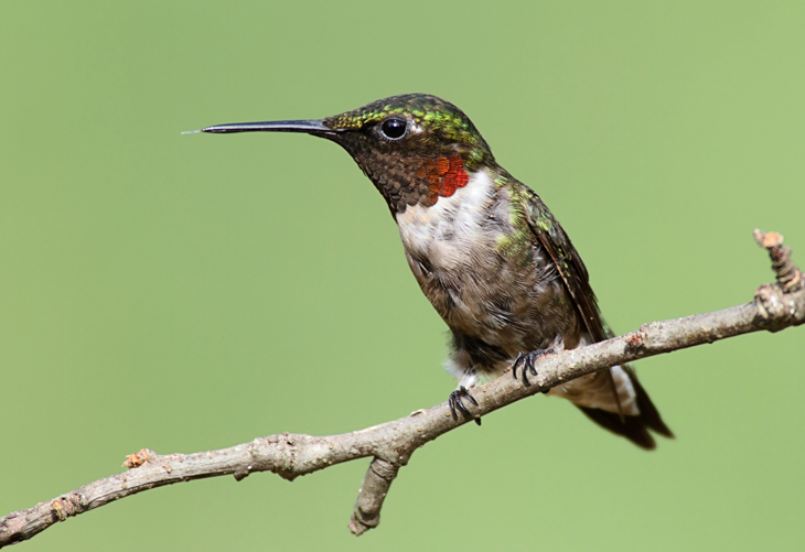 bird