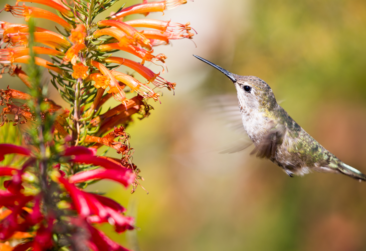 Fun Facts About Hummingbirds
