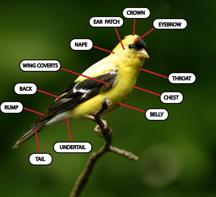 About Wild Bird Anatomy