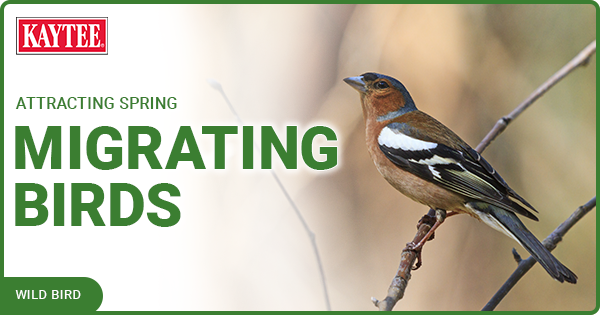 Kaytee Blog Post Spring Migrating Birds