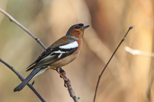 Kaytee How to Attract Spring Migrating Birds