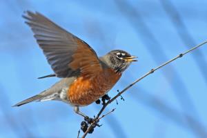 Kaytee Wild Bird Summer Birds American Robin